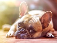 Chien : 5 astuces pour lui apprendre à rester seul