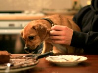 Chien : 7 types d'aliments dangereux à ne jamais lui donner