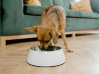 Quel conseil ne s'applique pas à un chien trop glouton ?