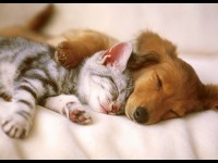 Chien et chat : 5 différences dans leur éducation