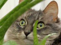 Chien et chat : 7 plantes toxiques pour les animaux