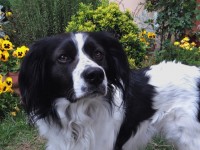 Chien et chat : comment aménager un jardin pour un animal de compagnie ?