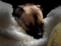 Chiens : ils ne sont pas tous égaux face au froid