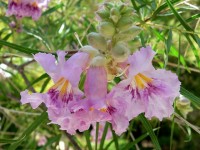 Chilopsis linearis ou saule du désert : un arbuste résistant à la chaleur