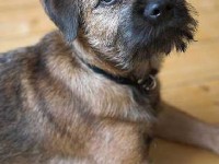 Choisir un chien de race : avantages et inconvénients