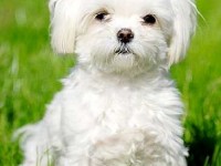 Cinq conseils pour rendre son chien heureux