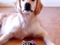 Cinq races de chiens pour les enfants