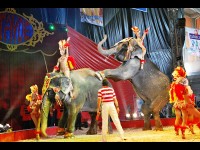 Cirque : bientôt des cirques sans animaux sauvages ?