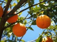 Climat : la zone de l'oranger s'étend en France