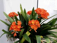 Clivia : comment l'entretenir et le faire fleurir ?