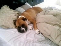 Club canin : quand et où s'adresser ?