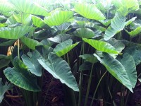 Colocasia : la plante à oreilles d'éléphant
