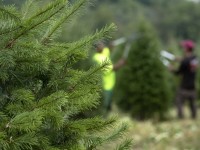 Comment choisir un sapin de Noël en 3 questions