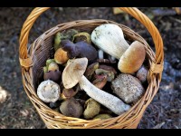 Comment cuire les champignons pour en préserver les valeurs nutritionnelles ?
