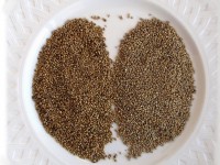 De quelle couleur peut être la farine de millet ?