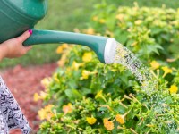 Comment économiser l'eau au jardin ?
