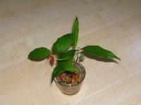 Comment faire germer un noyau de litchi ?