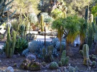 Comment faire un jardin de cactus ?