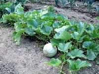 Comment planter des melons ?
