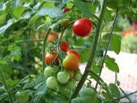 Comment planter des tomates ?