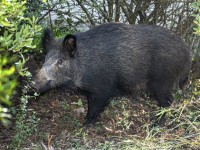Comment protéger son jardin des sangliers ?