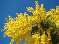 Comment rempoter et entretenir un mimosa ?