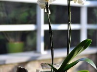 Comment rempoter une orchidée ?