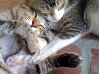 Comment rendre son chat câlin ?