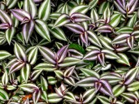 Comment s'occuper d'un tradescantia ou misère ?