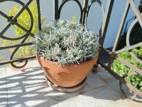 Comment tailler la lavande ?