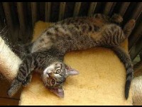 Comprendre son chat : conseils pour décrypter son comportement