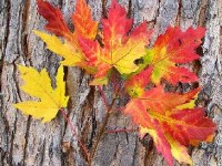 Couleurs automnales et chute des feuilles : les causes du phénomène