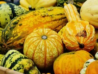 Courge amère : attention à l'intoxication !