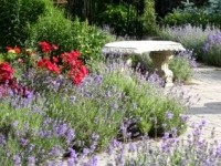 Créer un jardin parfumé : conseils et astuces