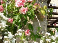 Créer un jardin romantique : mode d'emploi