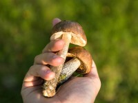 Cueillette des champignons : tout comprendre aux champignons en 5 questions
