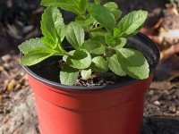 Cultiver de la stévia : guide pratique