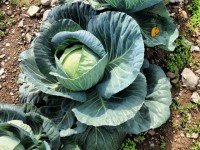 Cultiver des choux : quelles sont les différentes variétés ?