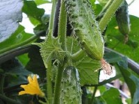 Cultiver des concombres : guide pratique