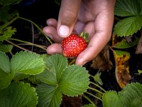 Cultiver des fraisiers en 7 questions