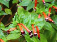 Cuphea ignea ou fleur cigarette : présentation et culture