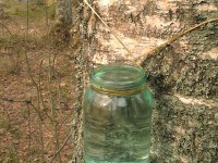 Cure de sève de bouleau : bienfaits et contre-indications