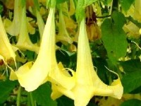 Datura et brugmansia : présentation et conseils de culture