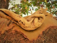 Debra Bernier : une artiste aux sculptures féeriques