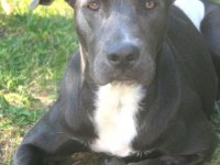 Décatégorisation des chiens classés