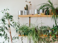 Déco : 5 idées pour se mettre au vert