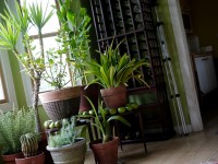 Déco : les plantes vertes toujours aussi tendance