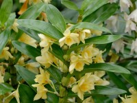 Dendrobium nobile : l'entretien de l'orchidée bambou en 5 questions