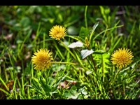 Des "mauvaises herbes" comestibles