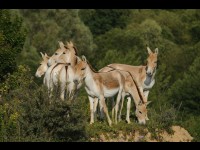 Des ânes sauvages pour parcourir le delta du Danube